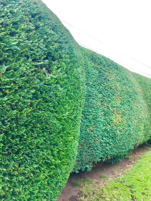 Hedge Work
