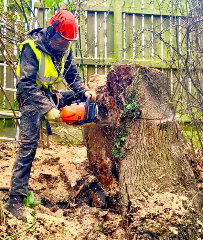 Tree Services